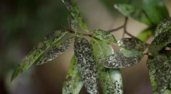 Walka z tarczą w ogrodzie